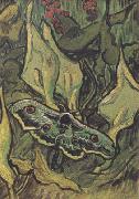Vincent Van Gogh Death's-Head Moth (nn04) oil painting picture wholesale